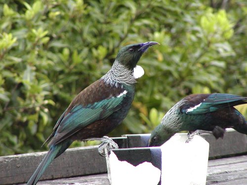 Tuis at a feeder. Photo by David Semler and  Marsha Steffen. All rights reserved.