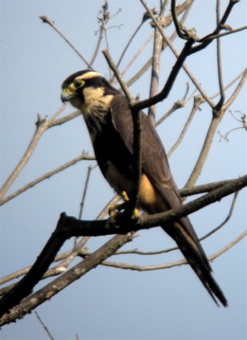 Aplomado falcon. Photo by Paul Cozza. All rights reserved.