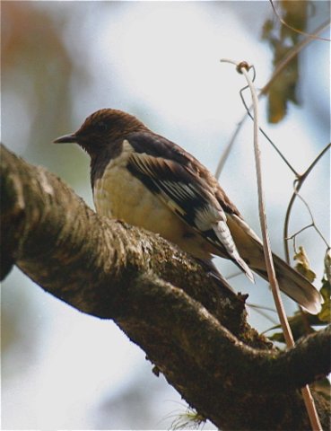 Aztec thrush. Photo by Ed Harper. All rights reserved.