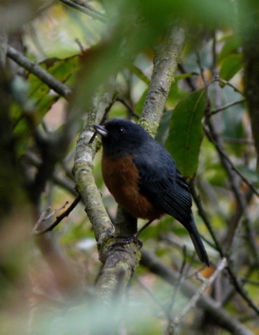 Cinnamon-bellied flowerpiercer. Photo by Rick Taylor. Copyright Borderland Tours. All rights reserved.