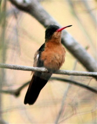 Cinnamon hummingbird. Photo by Charles Oldham. All rights reserved.