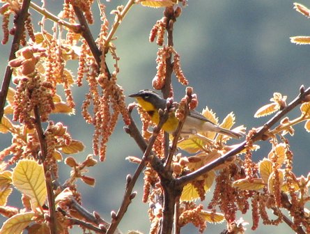 Crescent-chested warbler. Photo by Paul Cozza. All rights reserved.
