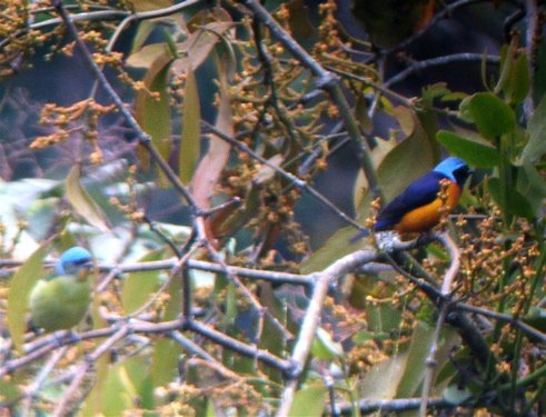 Elegant euphonias. Copyright Borderland Tours. All rights reserved.