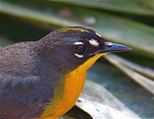 Fan-tailed warbler 2. Photo by Ed Harper. All rights reserved.