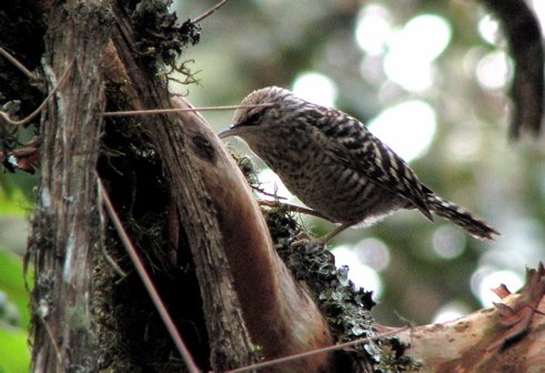 Gray-barred wren. Photo by Paul Cozza. All rights reserved.
