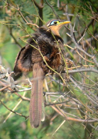 Lesser ground-cuckoo. Photo by Rick Taylor. Copyright Borderland Tours. All rights reserved.