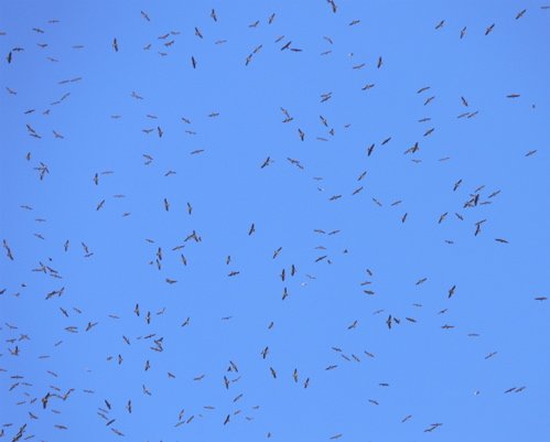 Migrating swainsons hawks over teotitlan. Photo by Rick Taylor. Copyright Borderland Tours. All rights reserved.