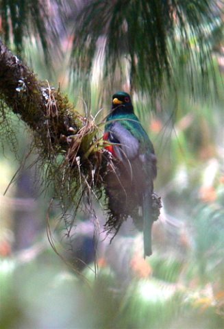 Mountain trogon. Photo by Rick Taylor. All rights reserved.