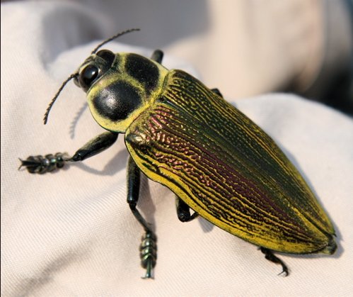 Rainforest beetle. Photo by Charles Oldham. All rights reserved.