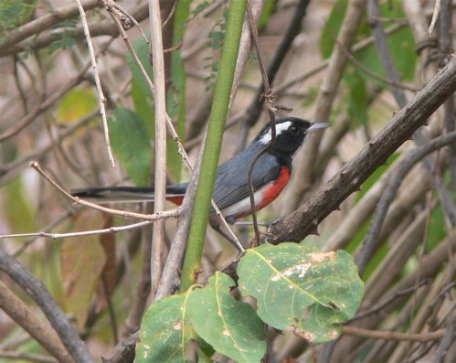 Red-breated chat. Photo by Rick Taylor. Copyright borderland-tours. All rights reserved.
