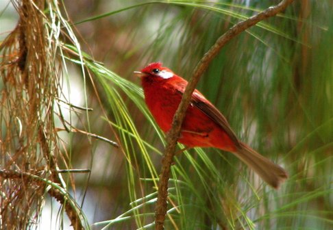 Red warbler. Photo by Paul Cozza. All rights reserved.