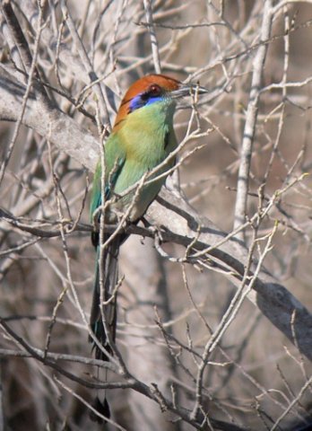 Russet-crowned motmot. Photo by Rick Taylor. Copyright Borderland Tours. All rights reserved.