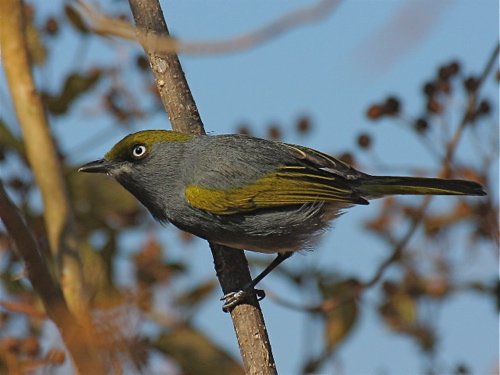 Slaty vireo. Photo by Ed Harper. All rights reserved.