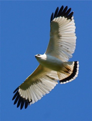 Soaring white hawk. Photo by Ed Harper. All rights reserved.