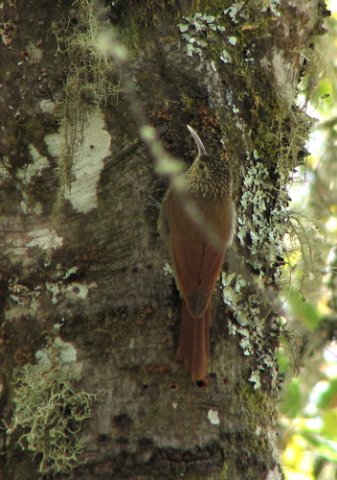 Spot-crowned woodcreeper. Photo by Paul Cozza. All rights reserved.