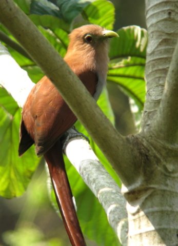 Squirrel cuckoo. Photo by Paul Cozza. All rights reserved.