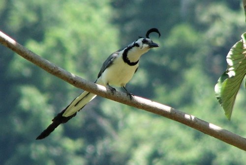 White-throated magpie-jay. Photo by Paul Cozza. All rights reserved.