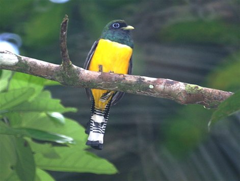 Black-throated trogon. Photo by Barry Ulman. All rights reserved.
