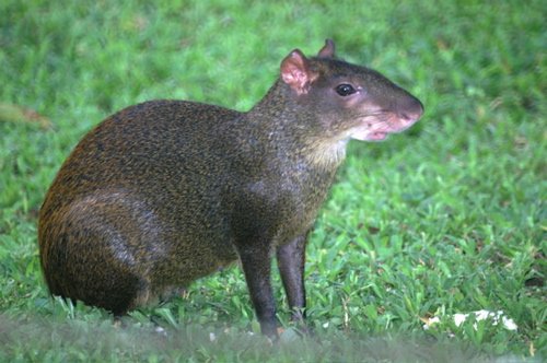 Central american agouti. Photo by Barry Ulman. All rights reserved.