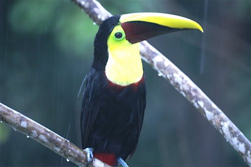 Chestnut-mandibled toucan. Photo by Barry Ulman. All rights reserved.
