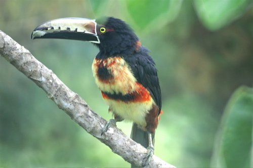 Collared aracari. Photo by Barry Ulman. All rights reserved.