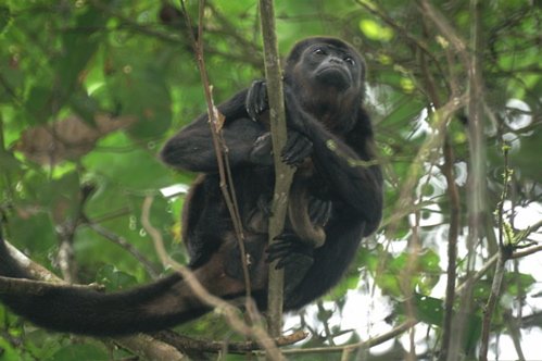Mantled howler monkey. Photo by Barry Ulman. All rights reserved.