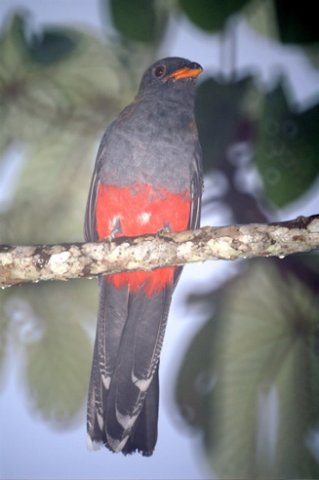 Slaty-tailed trogon. Photo by Barry Ulman. All rights reserved.