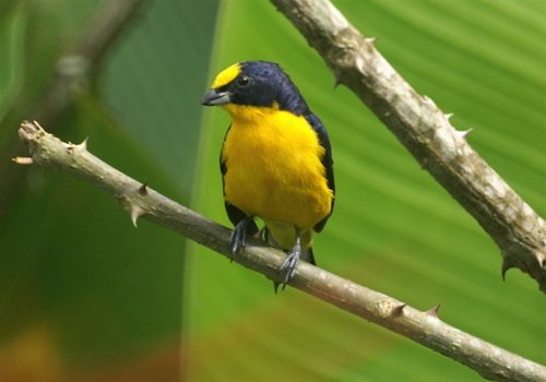 Thick-billed euphonia. Photo by Barry Ulman. All rights reserved.
