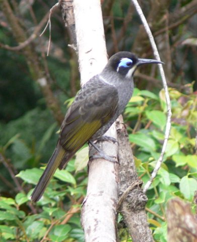 Belfords melidectes. Photo by Rick Taylor. Copyright Borderland Tours. All rights reserved.