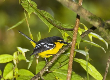 Black-breasted boatbill. Photo by Dave Semler. All rights reserved.