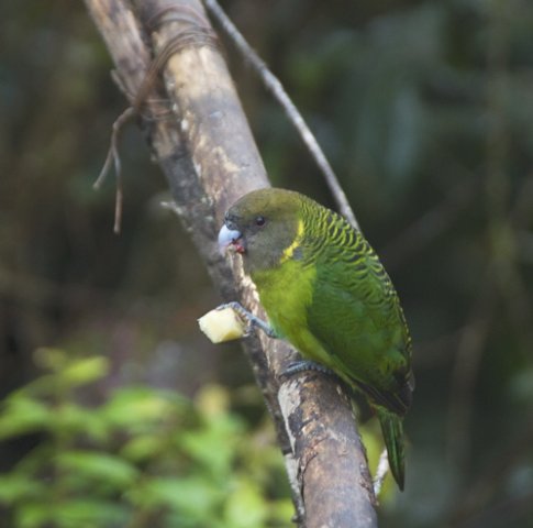 Brehms tiger-parrot. Photo by Dave Semler. All rights reserved.