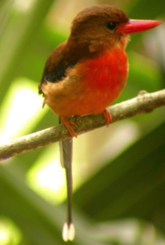 Brown-headed paradise-kingfisher. Photo by Adam Riley. All rights reserved.