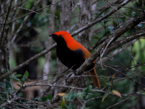 Crested bird-of-paradise. Photo by Rick Taylor. Copyright Borderland Tours. All rights reserved.