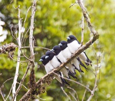 Great wood-swallows. Photo by Dave Semler. All rights reserved.