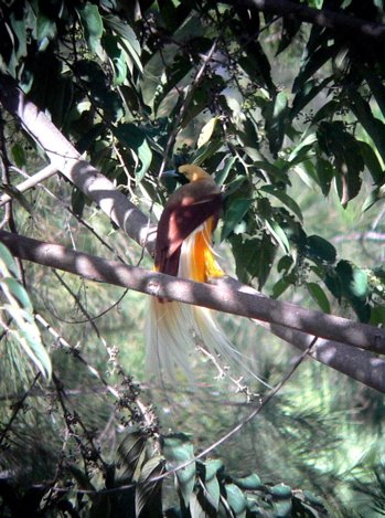 Lesser bird-of-paradise. Photo by Rick Taylor. Copyright Borderland Tours. All rights reserved.