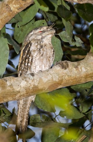 Papuan frogmouth. Photo by Dave Semler. All rights reserved.