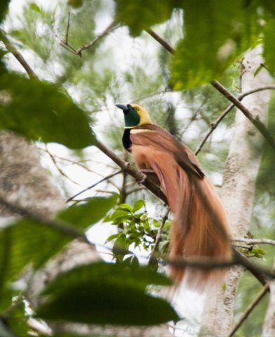 Raggiana bird-of-paradise. Photo by Dave Semler. All rights reserved.