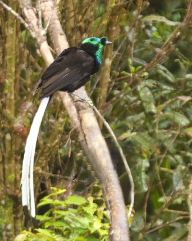 Ribbon-tailed astrapia 2. Photo by Dave Semler. All rights reserved.