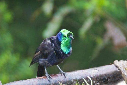 Ribbon-tailed astrapia. Photo by Dave Semler. All rights reserved.