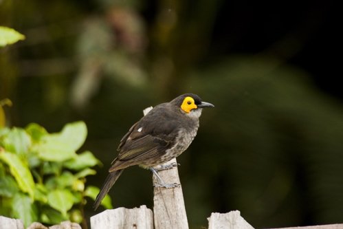 Smokey honeyeater. Photo by Dave Semler. All rights reserved.