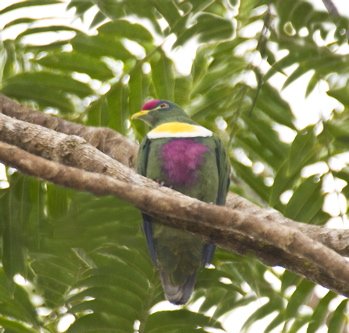 White-bibbed fruit-dove. Photo by Dave Semler. All rights reserved.