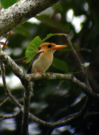 Yellow-billed kingfisher. Photo by Rick Taylor. Copyright Borderland Tours. All rights reserved.