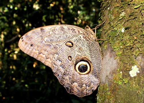 Almond-eyed owl-butterfly. Photo by Joe and Marcia Pugh. All rights reserved.
