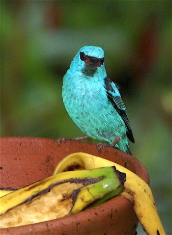 Blue-and-black tanager at machu picchu. Photo by Joe and Marcia Pugh. All rights reserved.