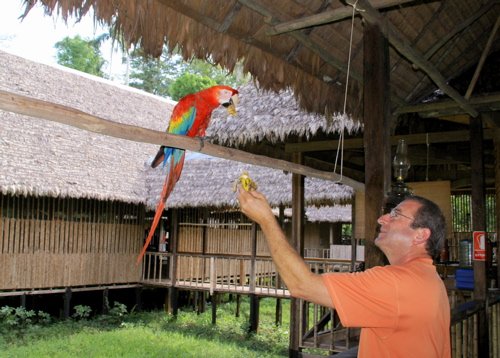 Chico a red-and-green macaw ophan raised at the tambopata research station. Photo by Joe and Marcia Pugh. All rights reserved.