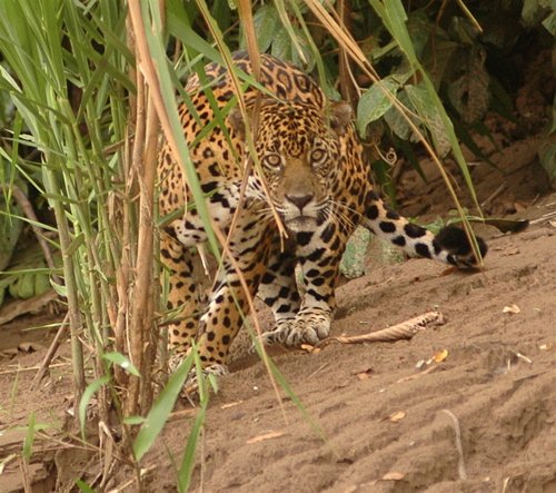 Jaguar. Photo by Rob Williams. All rights reserved.