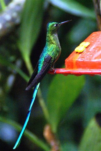 Long-tailed sylph at hotel pueblo aguas calientes. Photo by Joe and Marcia Pugh. All rights reserved.