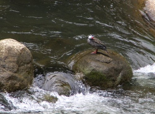 Male torrent duck in urubamba river gorge. Photo by Joe and Marcia Pugh. All rights reserved.