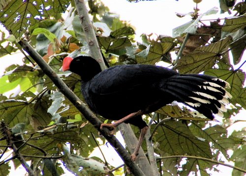 Razor-billed curassow. Photo by Joe and Marcia Pugh. All rights reserved.