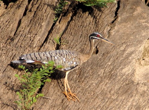 Sunbittern. Photo by Joe and Marcia Pugh. All rights reserved.